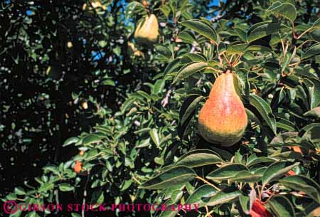 Stock Photo #6655: keywords - agriculture branch crop crops cultivate cultivating cultivation farm farming farms food fruit fruits grow growing growth horz one orchard orchards oregon organic pear pears plant plants ripe season spring tree trees