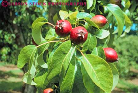 Stock Photo #6656: keywords -  agriculture crop crops cultivate cultivating cultivation develop developing development farm farming farms food fruit grow growing growth horz immature one organic pear pears plant plants