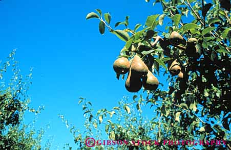 Stock Photo #6657: keywords -  agriculture crop crops cultivate cultivating cultivation develop developing development farm farming farms food fruit grow growing growth horz immature organic pear pears plant plants trees