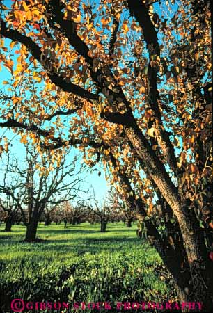 Stock Photo #6658: keywords -  agriculture autumn crop crops cultivate cultivating cultivation fall farm farming farms food fruit grow growing growth orchard orchards pear pears plant plants tree trees vert