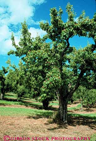 Stock Photo #6659: keywords -  agriculture crop crops cultivate cultivating cultivation develop developing development farm farming farms food fruit fruits grow growing growth immature orchard orchards oregon pear pears plant plants season spring tree trees vert