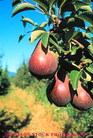 Stock Photo #6660: keywords -  agriculture branch crop crops cultivate cultivating cultivation develop developing development farm farming farms food fruit fruits grow growing growth orchard orchards oregon organic pear pears plant plants ripe season spring tree trees vert