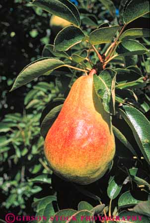 Stock Photo #6661: keywords -  agriculture crop crops food fruit green in pattern pear pears plant plants ripe vert