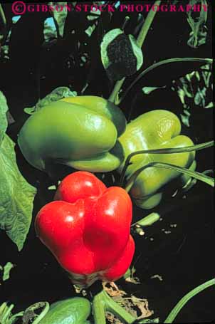 Stock Photo #6662: keywords - bell color colorful crop crops cultivated cultivating cultivation food fruit green grow growing growth pepper peppers plant produce red ripe vegetable vert