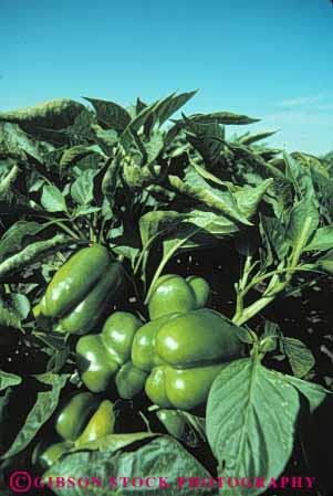 Stock Photo #6663: keywords - bell california color colorful crop crops cultivated cultivating cultivation field food fruit green grow growing growth pepper peppers plant produce ripe vegetable vert