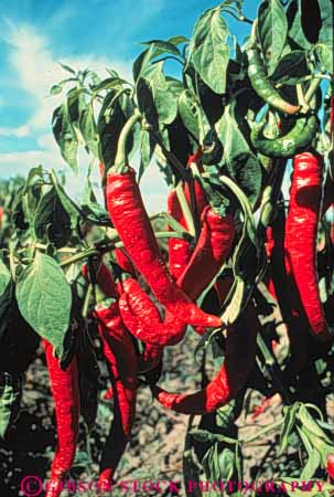 Stock Photo #6664: keywords -  chili chilli color colorful crop crops cultivated cultivating cultivation food fruit grow growing growth mexico new peppers plant produce red vegetable vert