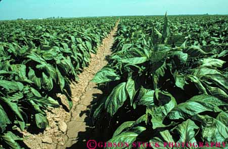 Stock Photo #6665: keywords -  bell california color colorful crop crops cultivated cultivating cultivation field food fruit green grow growing growth horz leaf leaves pepper peppers plants produce row rows vegetable