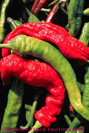 Stock Photo #6668: keywords -  chili chilli color colorful crop crops cultivated cultivating cultivation food fruit green grow growing growth pepper peppers produce red vegetable vert