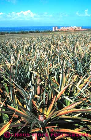 Stock Photo #6672: keywords -  crop crops cultivate cultivating cultivation edible farm farming farms field food fruit grow growing growth hawaii pineapple pineapples plant plants point sharp tropic tropical vert