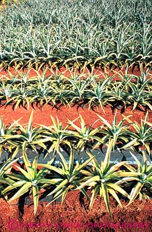 Stock Photo #6673: keywords -  crop crops cultivate cultivating cultivation edible farm farming farms field food fruit grow growing growth hawaii pineapple pineapples plant plants point pointed row rows sharp spine tropic tropical vert
