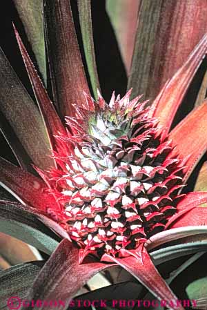 Stock Photo #6674: keywords - crop crops cultivate cultivating cultivation develop developing development edible farm farming farms food fruit grow growing growth hawaii immature pineapple pineapples pink plant plants point produce red sharp tropic tropical vert