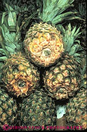 Stock Photo #6676: keywords -  crop crops display edible food fruit hawaii pineapple pineapples plant plants produce tropic tropical vert