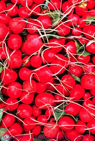 Stock Photo #6678: keywords -  agriculture circle circular crop crops fruit lots many multitude pile radishes red reddish ripe round sphere spheres spherical vegetable vert