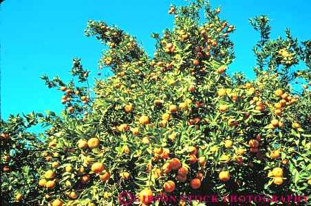 Stock Photo #6681: keywords -  agriculture california circle circular citrus crop crops cultivate cultivated cultivating edible farm farming farms food fruit horz lots many orange oranges orchard orchards produce ripe round sphere spheres spherical tangelos tangerine tangerines tree trees