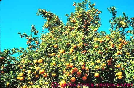 Stock Photo #6681: keywords - agriculture california circle circular citrus crop crops cultivate cultivated cultivating edible farm farming farms food fruit horz lots many orange oranges orchard orchards produce ripe round sphere spheres spherical tangelos tangerine tangerines tree trees