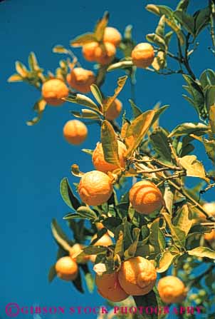 Stock Photo #6682: keywords -  agriculture california circle circular citrus crop crops cultivate cultivated cultivating edible farm farming farms food fruit lots many orange oranges orchard orchards produce ripe round sphere spheres spherical tangelos tangerine tangerines tree trees vert