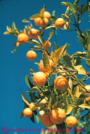 Stock Photo #6682: keywords - agriculture california circle circular citrus crop crops cultivate cultivated cultivating edible farm farming farms food fruit lots many orange oranges orchard orchards produce ripe round sphere spheres spherical tangelos tangerine tangerines tree trees vert