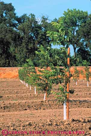 Stock Photo #6684: keywords -  agriculture california develop developing development dirt earth farm farming farms field grow growing growth immature nut nuts orchard orchards plant planted plants row rows soil tree trees vert walnut walnuts young