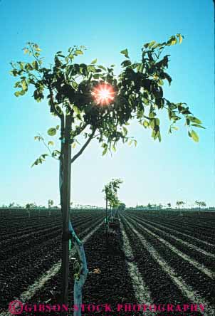 Stock Photo #6685: keywords -  agriculture burst california develop developing development dirt earth farm farming farms field grow growing growth immature nut nuts orchard orchards plant planted plants row rows soil sun tree trees vert walnut walnuts young