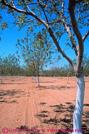 Stock Photo #6686: keywords -  agriculture california develop developing development dirt earth farm farming farms field grow growing growth immature nut nuts orchard orchards plant planted plants row rows soil tree trees vert walnut walnuts young