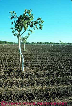 Stock Photo #6687: keywords -  agriculture california develop developing development dirt earth farm farming farms field grow growing growth immature nut nuts orchard orchards plant planted plants row rows soil tree trees vert walnut walnuts young