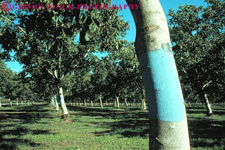 Stock Photo #6688: keywords -  agriculture california code coder color dirt earth farm farming farms field grow growing growth horz nut nuts orchard orchards plant planted plants row rows signal soil symbol tree trees walnut walnuts