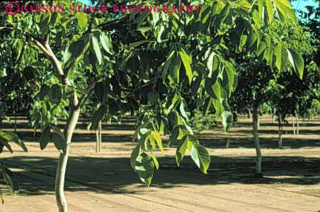 Stock Photo #6689: keywords -  agriculture california dirt earth farm farming farms field grow growing growth horz leaf leaves nut nuts orchard orchards plant planted plants row rows soil tree trees walnut walnuts