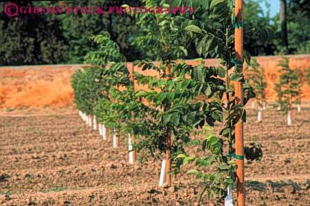 Stock Photo #6690: keywords -  agriculture california develop developing development dirt earth farm farming farms field grow growing growth horz immature nut nuts orchard orchards plant planted plants row rows soil tree trees walnut walnuts young