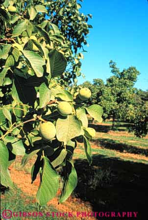 Stock Photo #6691: keywords -  agriculture california develop developing development dirt earth farm farming farms field grow growing growth immature nut nuts orchard orchards plant planted plants row rows soil tree trees vert walnut walnuts