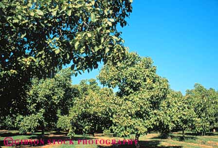 Stock Photo #6692: keywords -  agriculture california develop developing development dirt earth farm farming farms field grow growing growth horz immature nut nuts orchard orchards plant planted plants row rows soil tree trees walnut walnuts