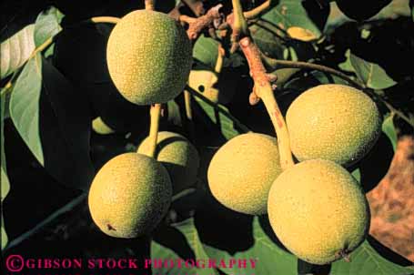 Stock Photo #6693: keywords - agriculture california develop developing development dirt earth farm farming field grow growing growth horz immature nut nuts orchard orchards plant planted plants row rows soil tree trees walnut walnuts