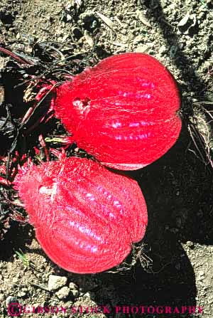 Stock Photo #6694: keywords -  agriculture beet beets crop crops cut farm farming farms fresh fruit half halves image in mirror plant plants red section sugar vegetable vegetables vert