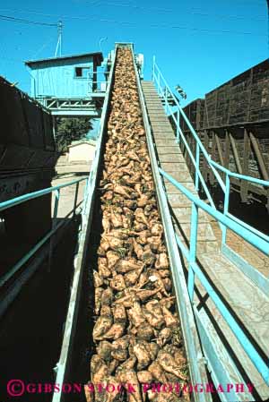 Stock Photo #6695: keywords -  agriculture beets belt conveyor crop crops elevate elevated elevating equipment farm farming farms fresh fruit halves harvest harvested harvesting load loading machine move movement plant plants red section shipping sugar transport transportation upward vegetable vegetables vert