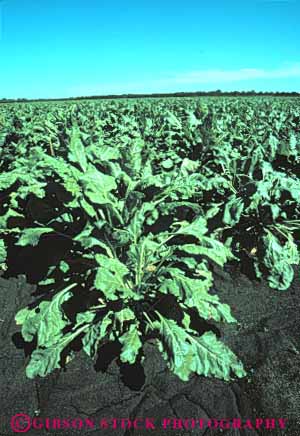 Stock Photo #6696: keywords -  agriculture beet beets california crop crops dirt earth farm farming farms field fresh green grow growing growth leaf plant planted plants row rows soil sugar vegetable vegetables vert