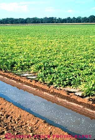 Stock Photo #6697: keywords -  agriculture beet beets california canal channel crop crops dirt ditch earth farm farming farms field flow fresh gravity green grow growing growth irrigate irrigating irrigation leaf leaves mud plant planted plants row rows soil sugar trench vegetable vegetables vert water