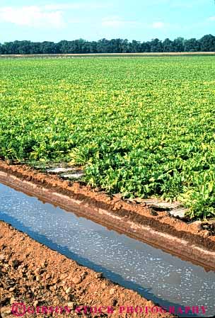 Stock Photo #6697: keywords - agriculture beet beets california canal channel crop crops dirt ditch earth farm farming farms field flow fresh gravity green grow growing growth irrigate irrigating irrigation leaf leaves mud plant planted plants row rows soil sugar trench vegetable vegetables vert water