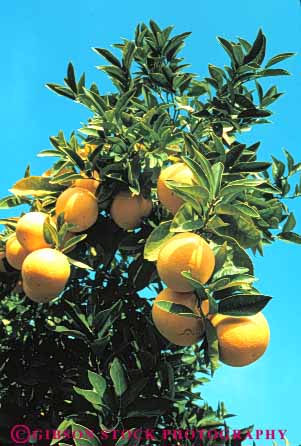 Stock Photo #6698: keywords -  agriculture bunch california circle circular citrus cluster crop crops develop developing development farm farming farms food fruit grapefruit grapefruits grow growing growth orchard orchards produce ripe round sphere spheres spherical tree trees vert yellow