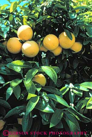 Stock Photo #6699: keywords -  agriculture bunch california circle circular citrus cluster crop crops develop developing development farm farming farms food fruit grapefruit grapefruits grow growing growth orchard orchards produce ripe round sphere spheres spherical tree trees vert yellow