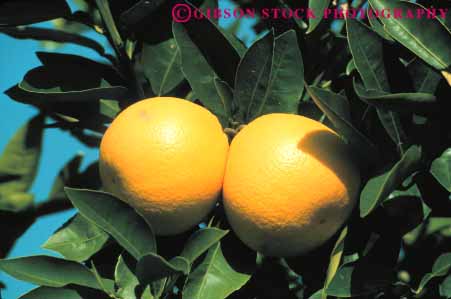 Stock Photo #6700: keywords -  agriculture bunch california circle circular citrus cluster crop crops develop developing development farm farming farms food fruit grapefruit grapefruits grow growing growth horz orchard orchards produce ripe round sphere spheres spherical tree trees two yellow
