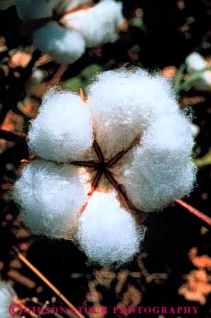 Stock Photo #3318: keywords -  agriculture bole california corcoran cotton grow vert