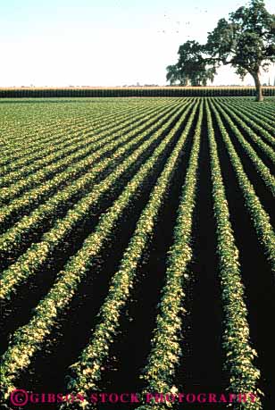 Stock Photo #3319: keywords -  agriculture california corcoran cotton field plant row vert
