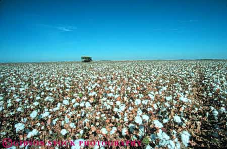 Stock Photo #6702: keywords -  agriculture big california cotton crop crops equipment farm farming farms field grow growing growth harvest harvester harvesting horz machine mature plant plants sprawl sprawling