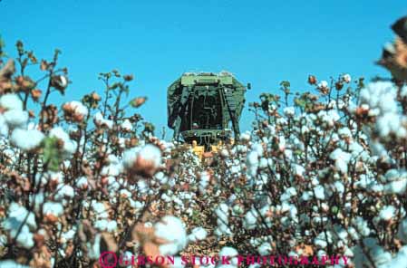 Stock Photo #6703: keywords -  agriculture big california cotton crop crops equipment farm farming farms field grow growing growth harvest harvester harvesting horz machine mature plant plants sprawl sprawling