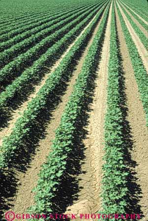 Stock Photo #6704: keywords - agriculture california cotton crop crops cultivate cultivation develop developed developing farm farming farms field grow growing growth immature pattern plant plants row rows vert young