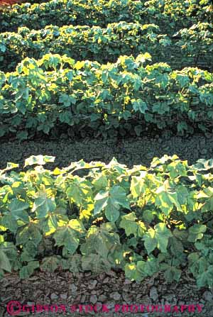 Stock Photo #6705: keywords - agriculture california cotton crop crops cultivate cultivation develop developed developing farm farming farms field grow growing growth immature pattern plant plants row rows vert young