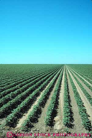 Stock Photo #6706: keywords -  agriculture california cotton crop crops cultivate cultivation develop developed developing farm farming farms field grow growing growth immature pattern plant plants row rows vert young