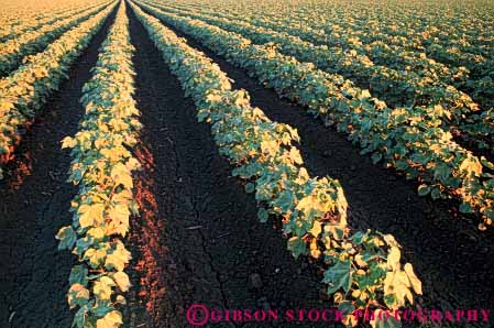 Stock Photo #6707: keywords -  agriculture california cotton crop crops cultivate cultivation develop developed developing farm farming farms field grow growing growth horz immature pattern plant plants row rows young