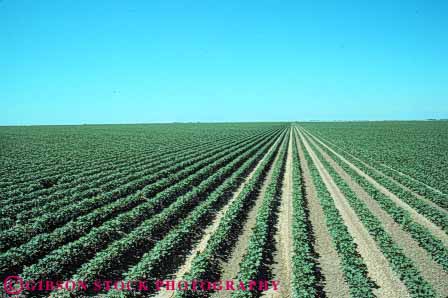 Stock Photo #6708: keywords -  agriculture california cotton crop crops cultivate cultivation develop developed developing farm farming farms field grow growing growth horz immature pattern plant plants row rows young