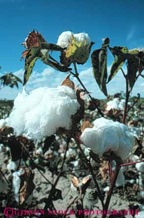 Stock Photo #6711: keywords -  agriculture bole boles california cotton crop crops cultivate cultivated cultivating farm farming farms field grow growing grown growth mature plant plants ripe vert