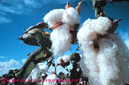 Stock Photo #6712: keywords -  agriculture bole boles california cotton crop crops cultivate cultivated cultivating farm farming farms field grow growing grown growth horz mature plant plants ripe